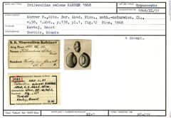 Karteikarte zum Syntyp von Triloculina selene Karrer, 1868